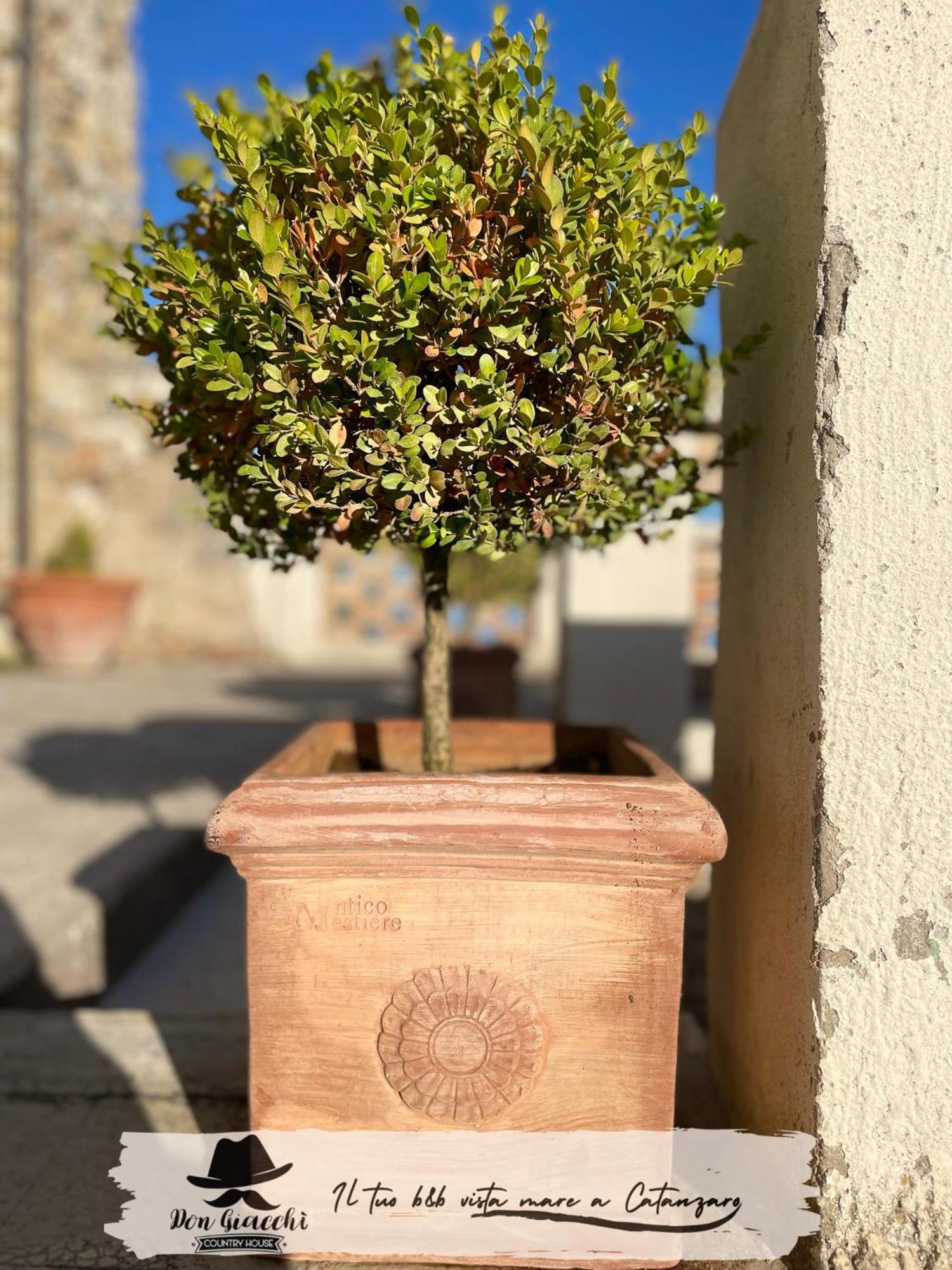 Don Giacchi Country House 卡坦扎罗 外观 照片
