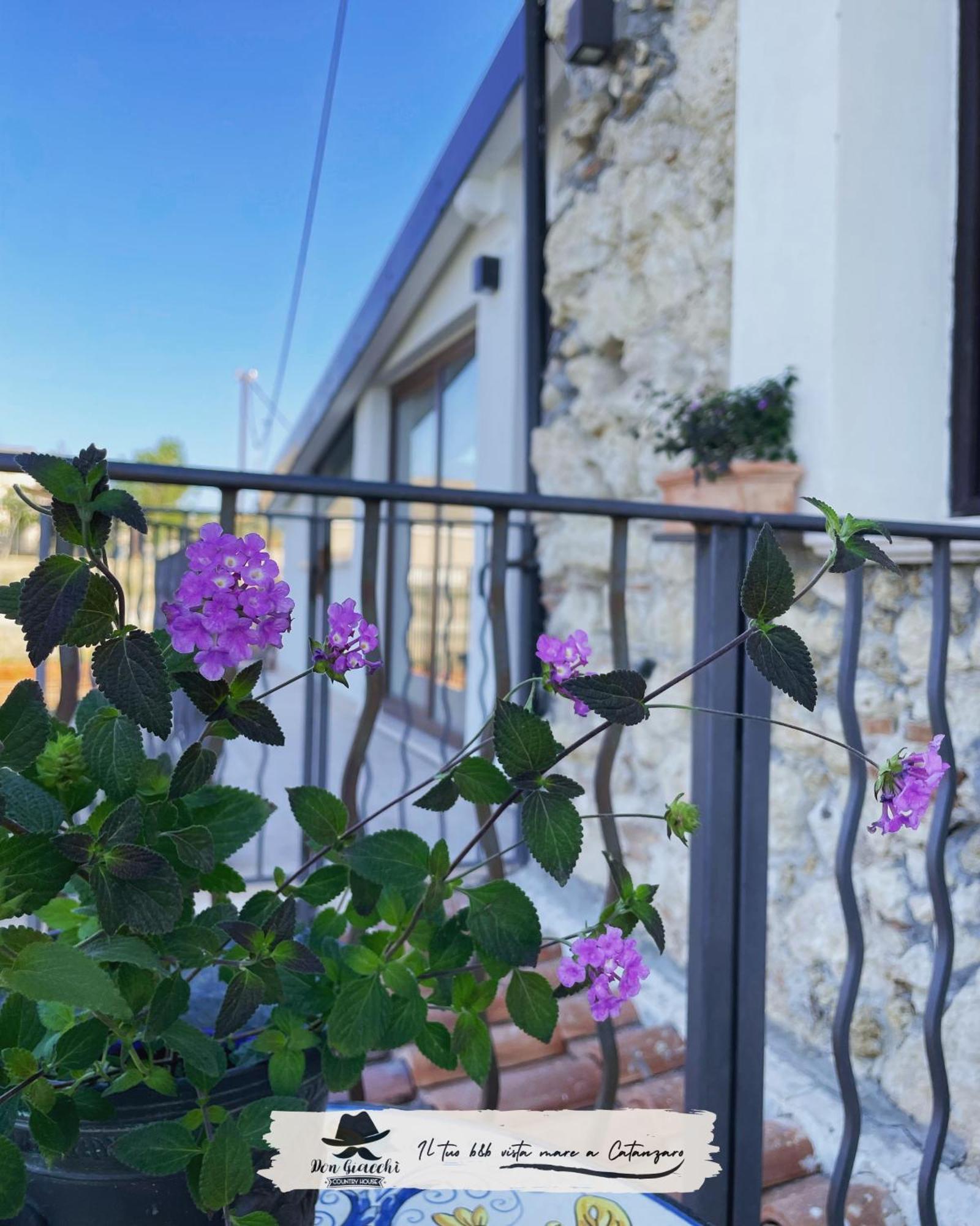 Don Giacchi Country House 卡坦扎罗 外观 照片